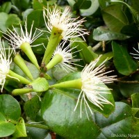 Syzygium fergusonii (Trimen) Gamble